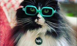 Eyezone Blog-Truffles the Kitty